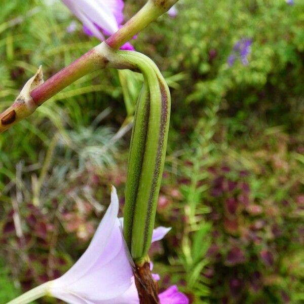 Arundina graminifolia Фрукт