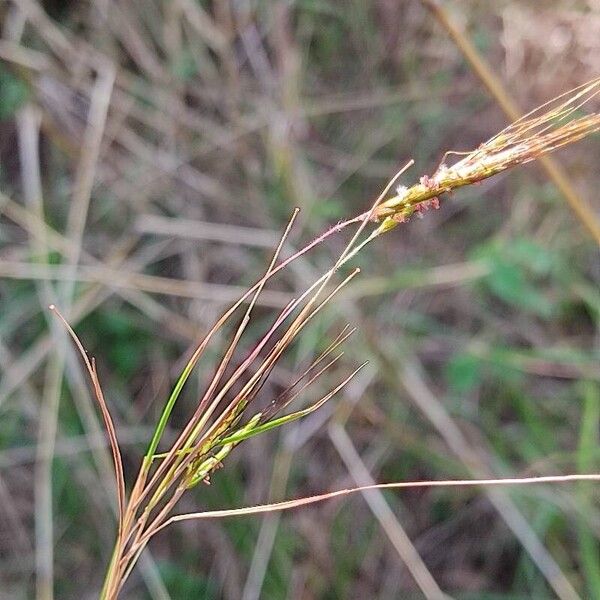 Hyparrhenia rufa Blomst