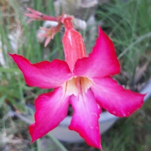 Adenium obesum Λουλούδι