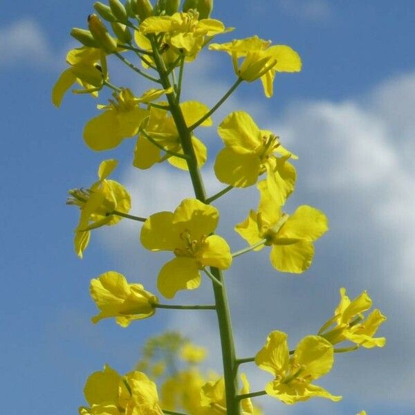 Brassica napus Blüte