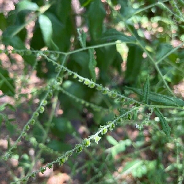 Hackelia virginiana Žiedas