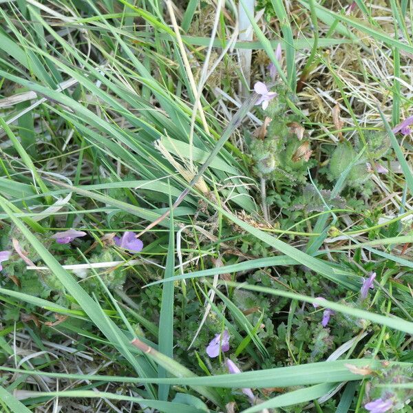 Pedicularis sylvatica Flower