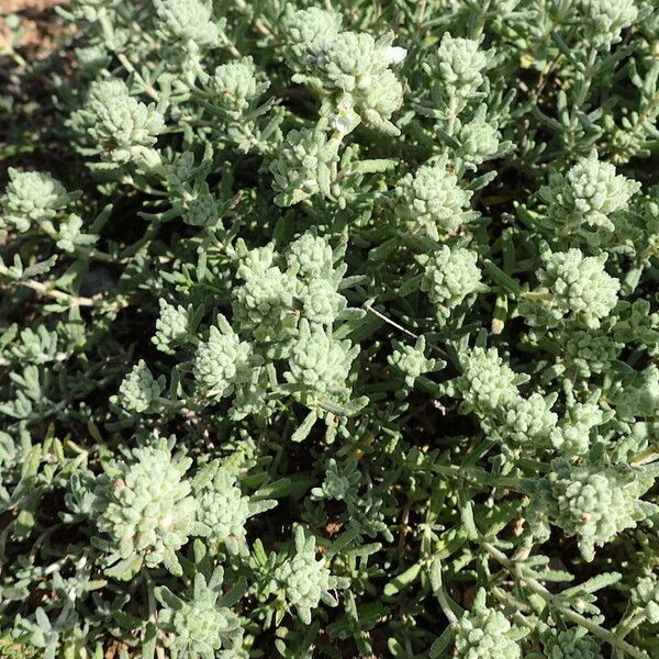 Teucrium polium Habitus