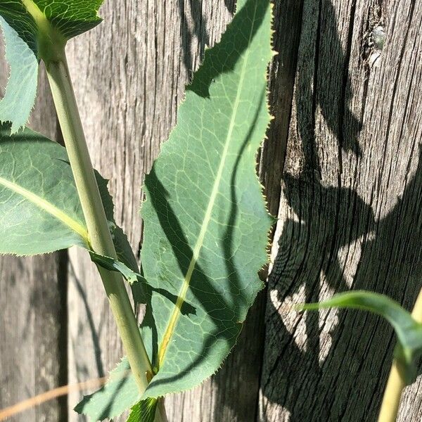 Lactuca serriola Leaf