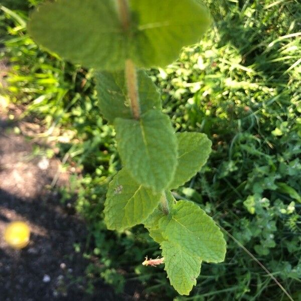 Mentha × rotundifolia Leaf