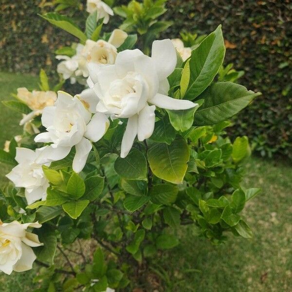 Gardenia jasminoides Folha