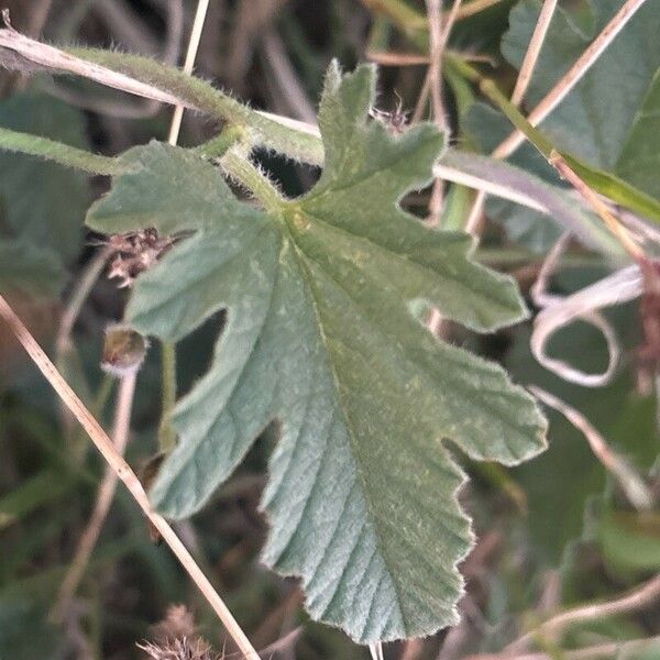 Convolvulus althaeoides पत्ता