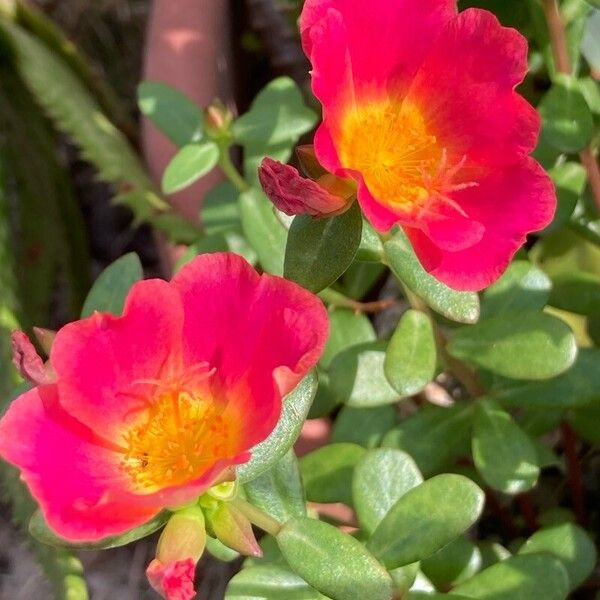 Portulaca umbraticola Květ