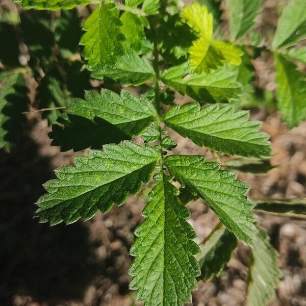 Agrimonia eupatoria 葉