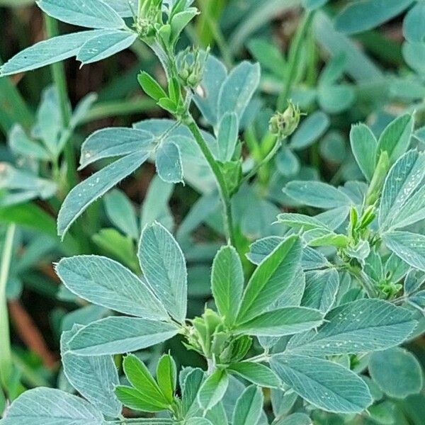 Medicago sativa 叶