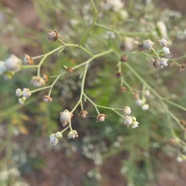 Parthenium hysterophorus Flower