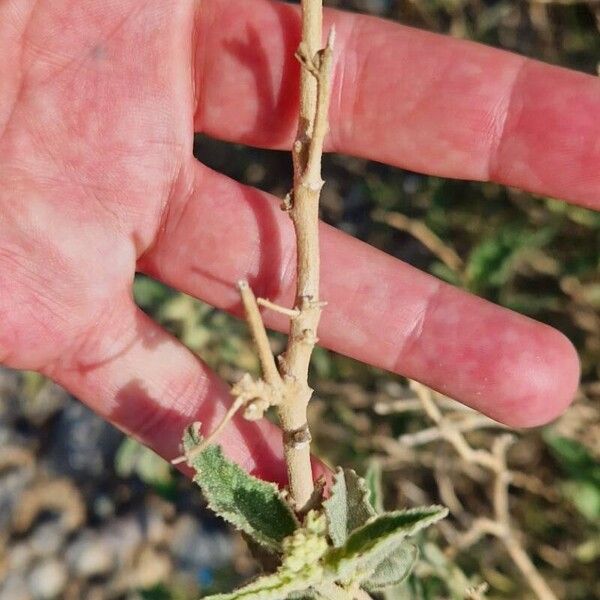 Chrozophora oblongifolia Kaarna