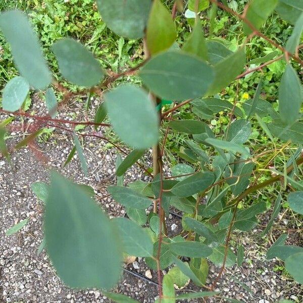 Eucalyptus cladocalyx Folio