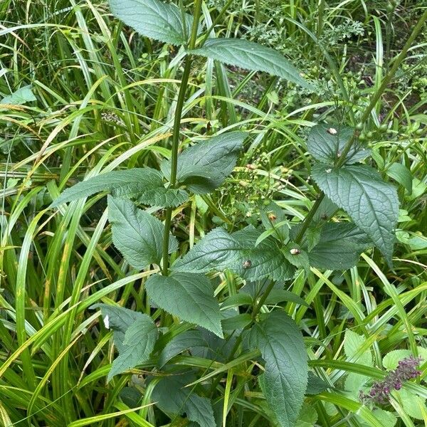 Scrophularia nodosa Habit