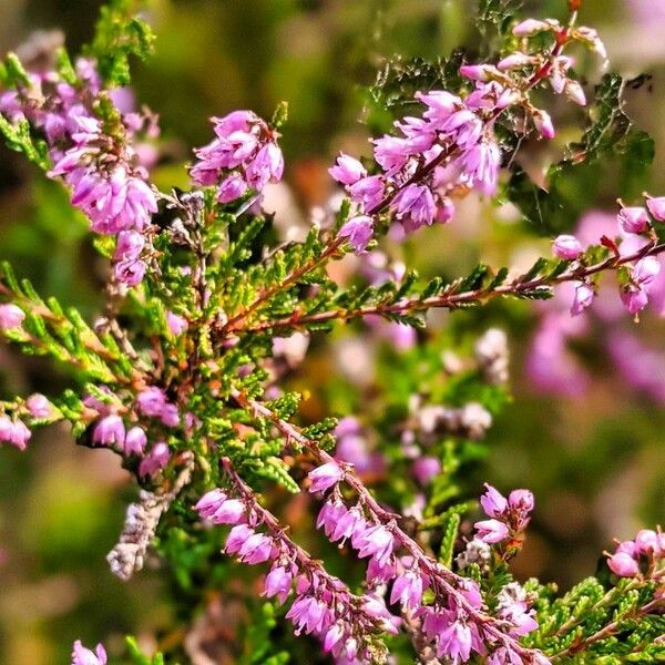 Calluna vulgaris 花