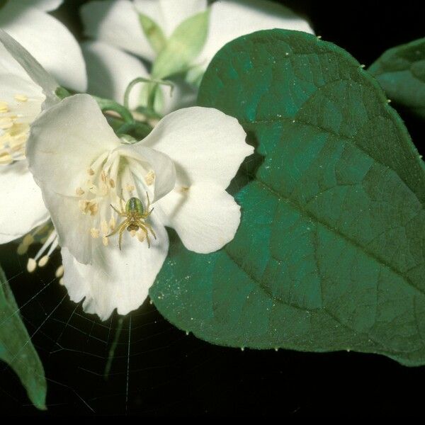 Philadelphus pekinensis Flower