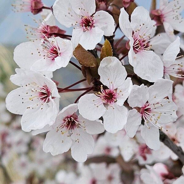 Prunus cerasifera Květ