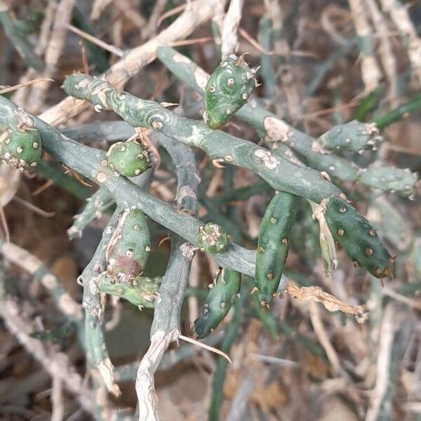 Cylindropuntia leptocaulis 葉