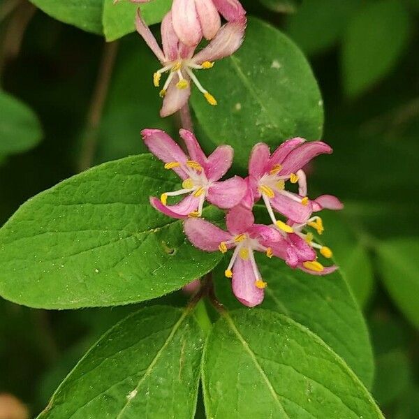 Lonicera tatarica Kukka