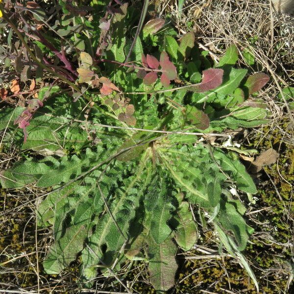 Hypochaeris glabra برگ