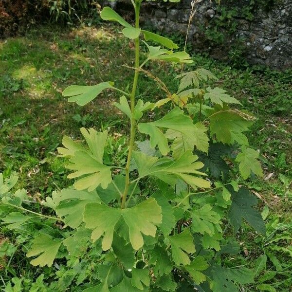 Ginkgo biloba 葉