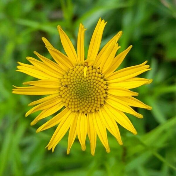 Buphthalmum salicifolium Flower