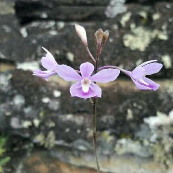 Laelia rubescens Fleur