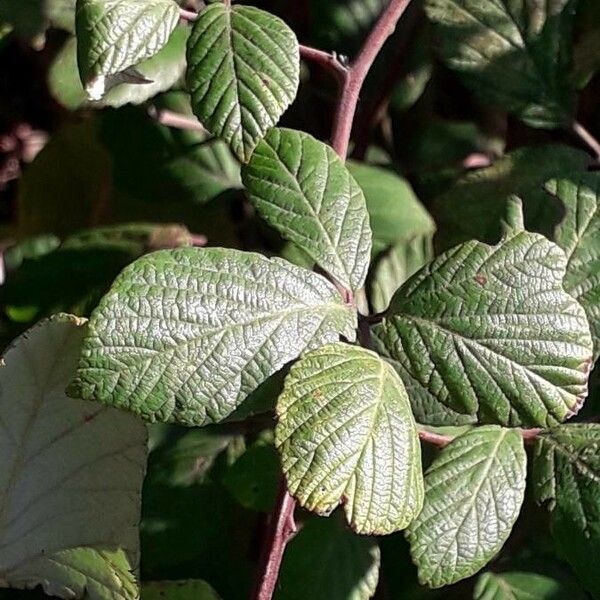 Rubus fruticosus Leaf