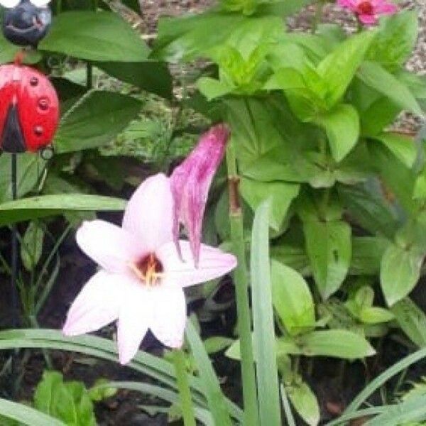 Zephyranthes carinata Квітка