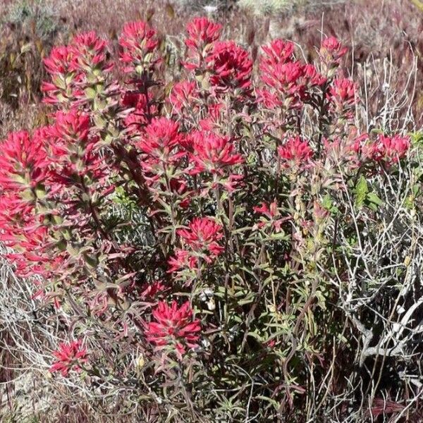 Castilleja angustifolia (Northwestern indian paintbrush)