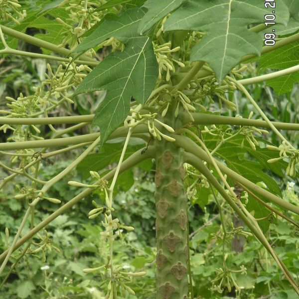 Carica papaya ശീലം