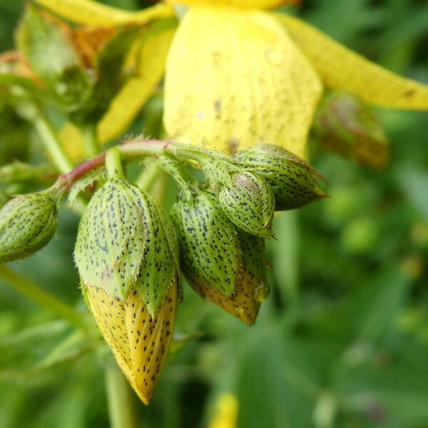 Hypericum richeri Kukka