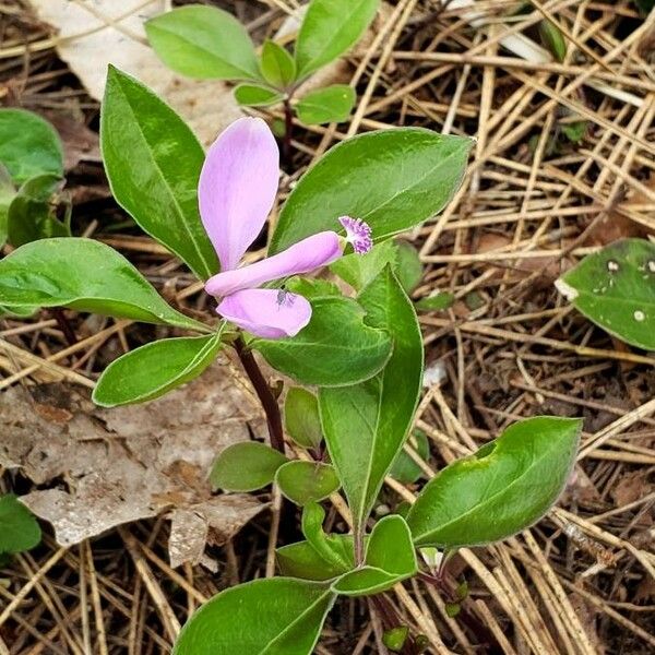 Polygala paucifolia 花