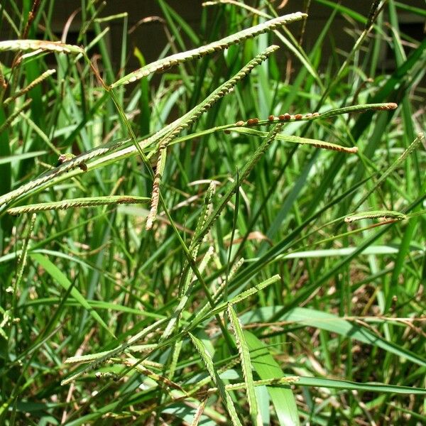 Paspalum scrobiculatum Plante entière