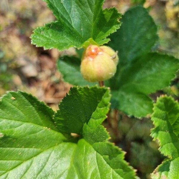 Rubus chamaemorus Flower