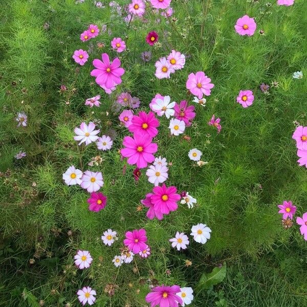 Cosmos bipinnatus Blüte