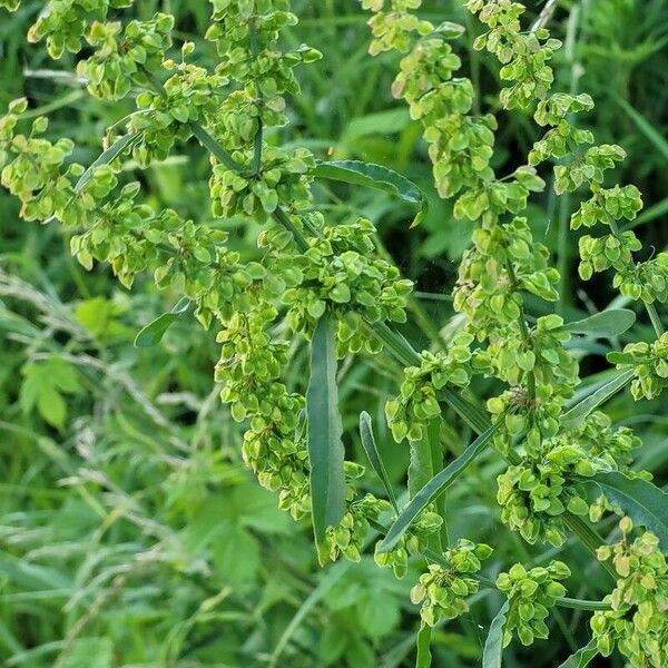 Rumex longifolius Цветок