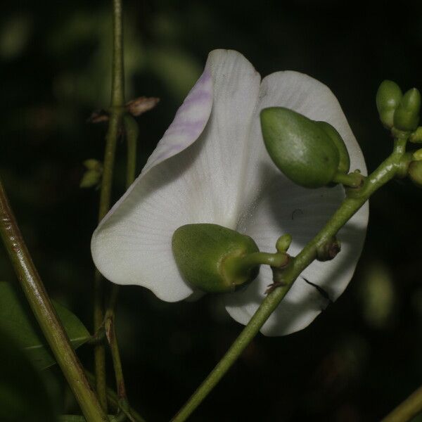 Centrosema plumieri Flor