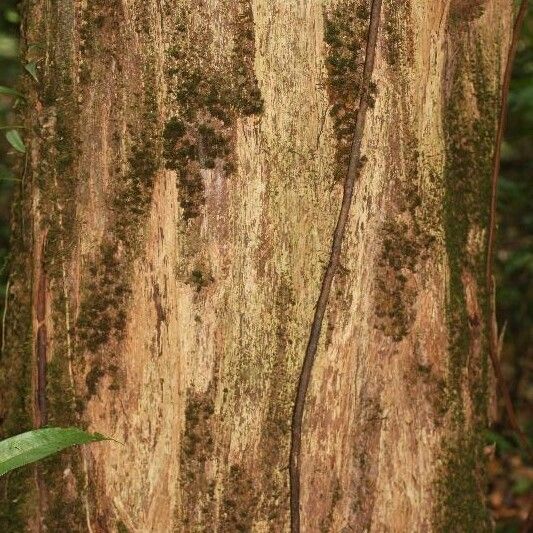 Mouriri crassifolia Bark