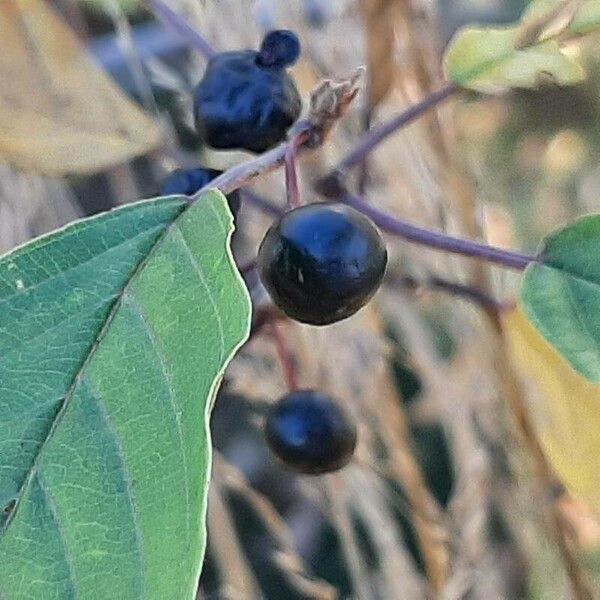 Frangula dodonei Fruit