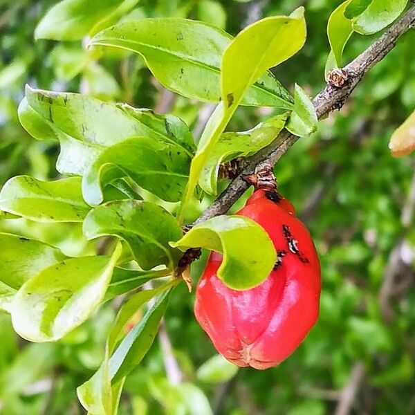 Punica granatum Blüte