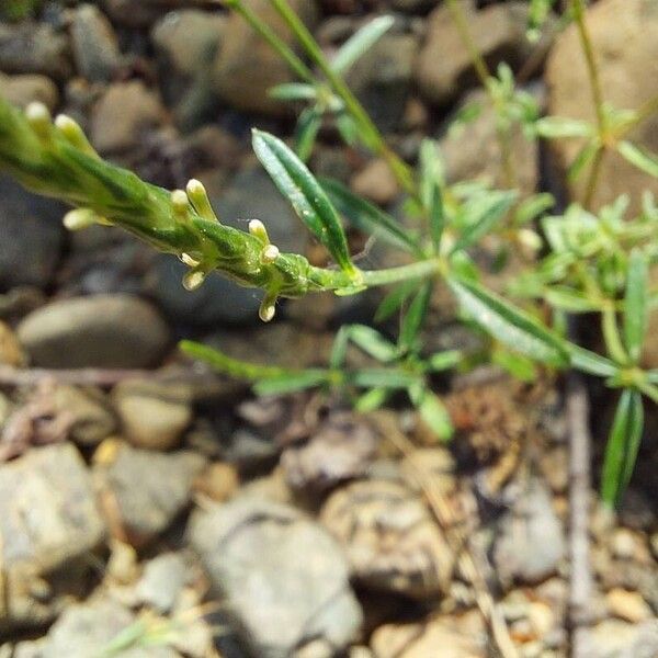 Crucianella latifolia Habit
