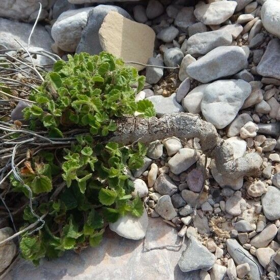 Acalypha monostachya Habitat