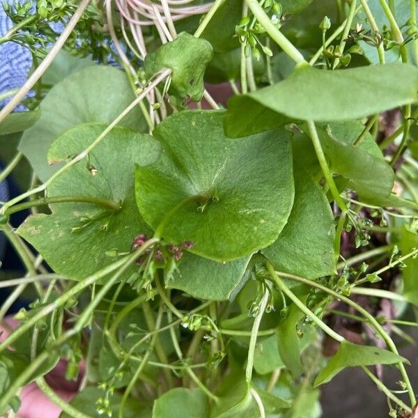 Claytonia perfoliata Лист