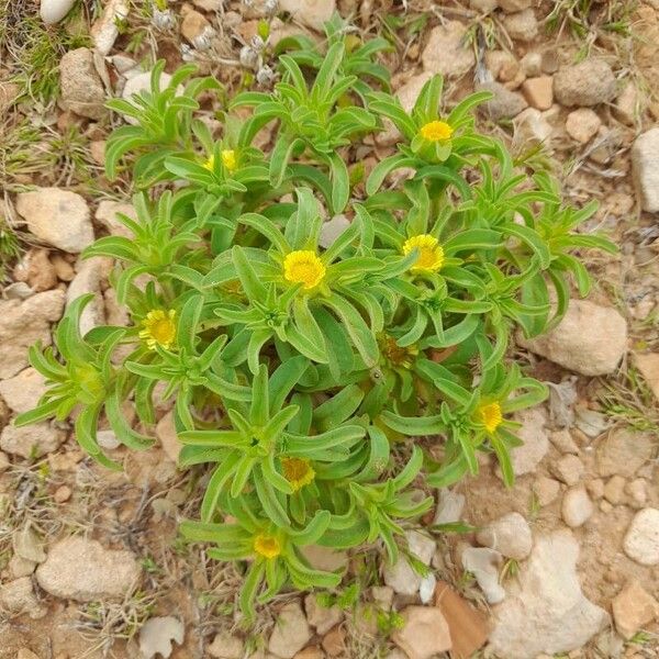 Asteriscus aquaticus Costuma