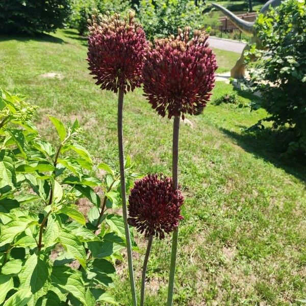 Allium atroviolaceum Floare