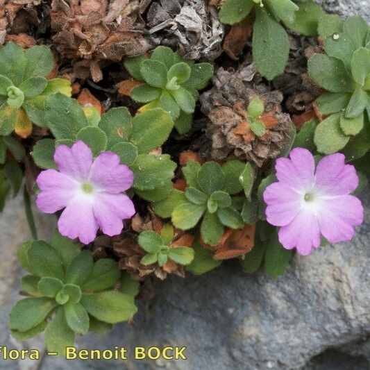 Primula allionii Συνήθη χαρακτηριστικά