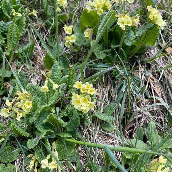 Primula × polyantha 花