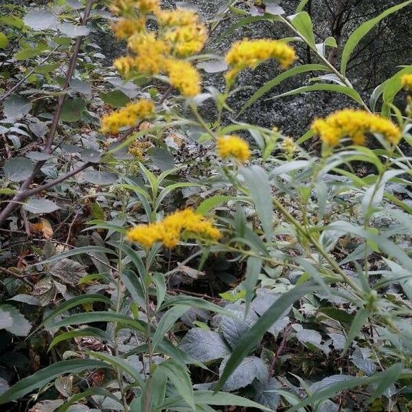 Euthamia graminifolia Habitatea