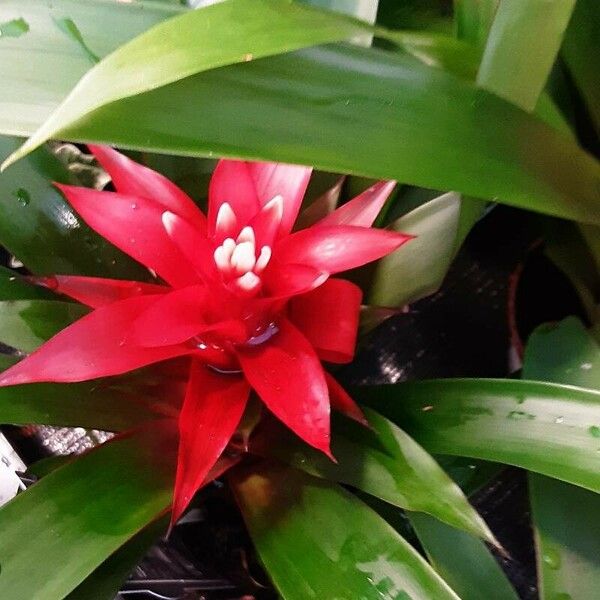 Guzmania lingulata Blomst